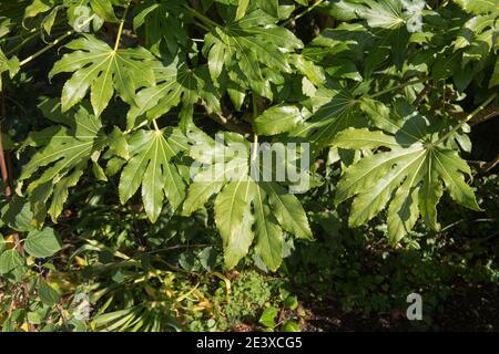 Herbstblätter japanischer Aralia oder Rizinusölpflanze (Fatsia japonica) in einem Country Cottage Garden in Rural Devon, England, UK Stockfoto
