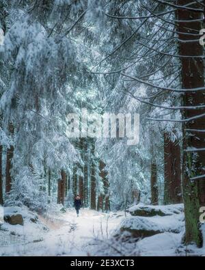 Im Winterwald sind die Bäume mit Schnee bedeckt. Stockfoto