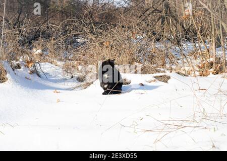 Schwarze Katze im Winterwald im Schnee. Haustiere in der freien Wildkatze. Stockfoto