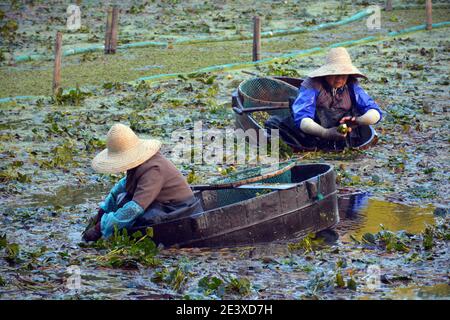 2 Damen pflücken Wasserkastanien von Hand in der altmodischen Weise auf Jiaxings Südsee. Nan Hu Ling auf Chinesisch, berühmtes lokales Gemüse. Oktober 2020 Stockfoto