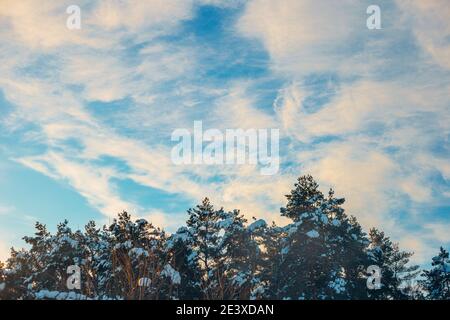 Baumkronen unter dem Schnee - ein Streifen Wald gegen Der Himmel - Nadelwald mit Kiefern und Tannen Stockfoto