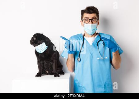 Kleine schwarze Mops Hund in medizinische Maske Blick links auf Kopie Raum, während in der Nähe von Arzt Tierarzt in der Tierklinik sitzen, auf weißem Hintergrund stehen Stockfoto