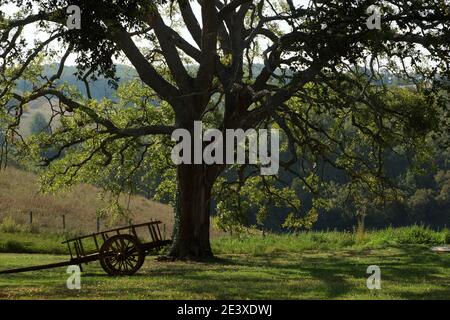 Es gibt eine riesige alte Eiche und ein Wagen steht in der Nähe in der Landschaft. Italien, Toskana, Grosseto, Manciano, Castiglion Fiorentino. Stockfoto