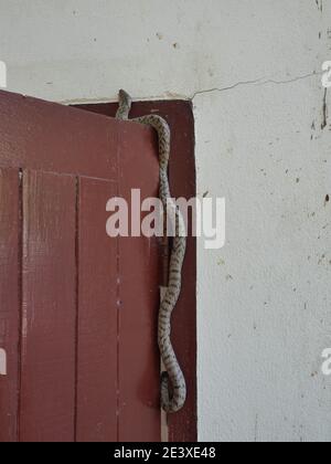 Die gebänderte kukri Schlange ( Oligodon fasciolatus ) auf roter Holztür an alter grauer Wand, schwarze Streifen auf dem Körper von grauem Reptil, giftiges Reptil Stockfoto