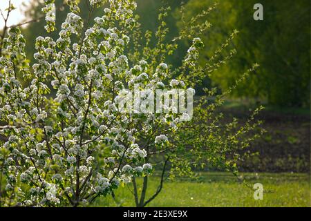 Blühender Apfelbaum im Garten in der Abendsonne. Frühlingsbeginn Stockfoto