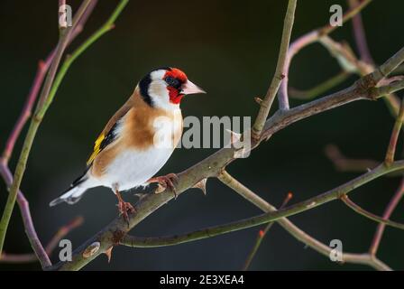 Europäischer Goldfink - Carduelis carduelis, schöner farbiger Barschvogel aus europäischen Wiesen und Weiden, Zlin, Tschechien. Stockfoto