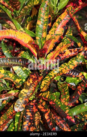 Croton (Codiaeum variegatum 'Batik') alias Bush on Fire Stockfoto