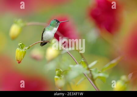 Kolibri aus Kolumbien. Andensmaragd, Amazilia franciae, mit rosa roter Blume, klar grüner Hintergrund, Kolumbien. Wildlife-Szene aus der Natur. Hmm Stockfoto