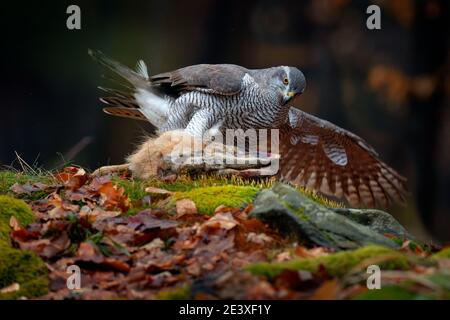 Tierverhalten, Wildtierszene aus der Natur. Habicht in der orangefarbenen Vegetation.Habicht, Accipiter gentilis, Fütterung von getöteten Hasen im Wald. Vogel Stockfoto