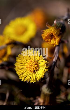 Coltsfoot ist eine der ersten Frühlingsblumen, deren Blüten erscheinen, bevor sich die Blätter entwickeln. Der Coltsfoot war die Heilpflanze des Jahres Stockfoto