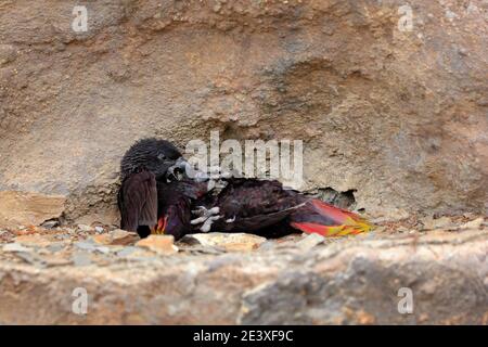 Schwarzlory, Chalcopsitta atra, dunkler Papageienkampf aus West-Papua, Neuguinea und Borneo in Asien. Rajah Lory, Vogel siting auf dem Stein Lebensraum. Wildlif Stockfoto