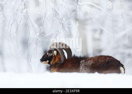 Mufflon, Ovis orientalis, gehörnte Tier im Schnee Natur Lebensraum. Nahaufnahme eines Säugetiers mit großem Horn, Tschechische Republik. Kalte verschneite Baumvegetation, Stockfoto