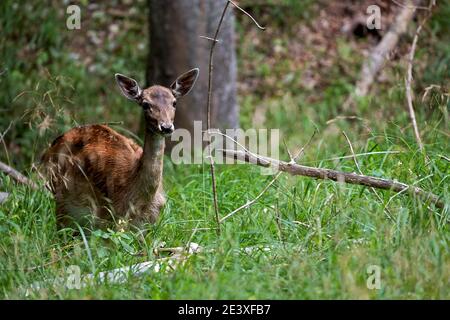 Junge weibliche Rehe in seiner natürlichen Umgebung Stockfoto