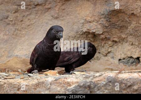 Schwarzlory, Chalcopsitta atra, dunkler Papagei aus West-Papua, Neuguinea und Borneo in Asien. Rajah Lory, Vogel siting auf dem Stein Lebensraum. Wildtierscen Stockfoto