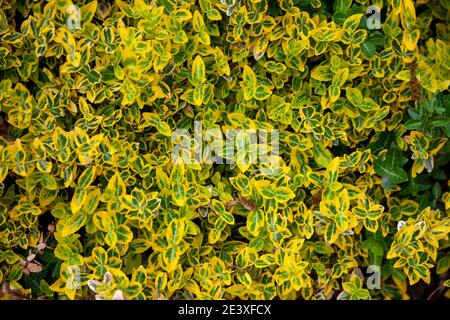 Die Blüten sind gelb. Hintergrund von gelben Pflanzen. Natürliche Textur. Gelber, belaubter Hintergrund. Natur. Sommerpostkarte. Stockfoto