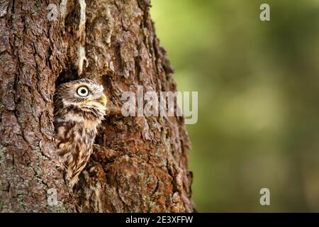 Eule versteckt im Baumnistloch im Wald. Kleine Eule, Athene noctua, Vogel im Naturlebensraum, mit gelben Augen, Deutschland. Wildtierszene aus dem Natu Stockfoto