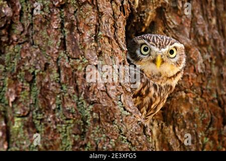 Eule versteckt im Baumnistloch im Wald. Kleine Eule, Athene noctua, Vogel im Naturlebensraum, mit gelben Augen, Deutschland. Wildtierszene aus dem Natu Stockfoto