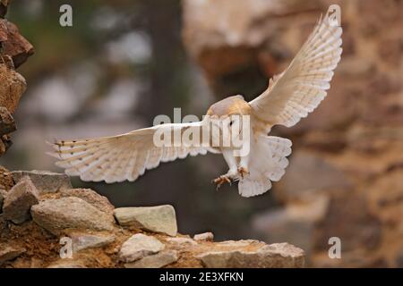 Eule, Tyto alba, mit schönen Flügeln, Landung auf Steinmauer, leichter Vogel fliegen in der alten Burg, Tier im städtischen Lebensraum. Wildlife-Szene aus der Natur. Stockfoto