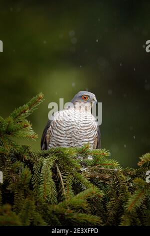 Raubvogel Eurasischer Sperber, Accipiter nisus, sitzend auf Fichte bei starkem Regen im Wald. Vogel im grünen Lebensraum. Sparrowhawk in Stockfoto