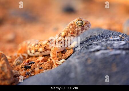 Eidechse in Namibia Wüste mit blauem Himmel mit Wolken, Weitwinkel. Wildtiere Natur. Gecko aus Namib Sanddüne, Namibia. Pachydactylus rangei, webfuß Stockfoto