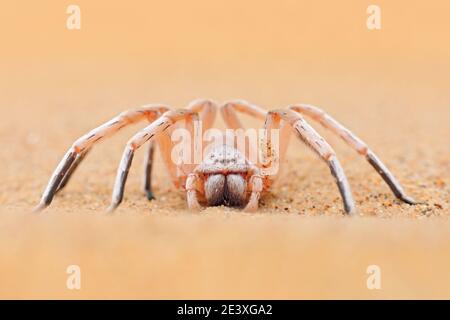 Goldene Radspinne, Carparachne aureoflava, tanzende weiße Dame in der Sanddüne. Gifttier aus der Namib Wüste in Namibia. Reisen in Afrika mit Stockfoto