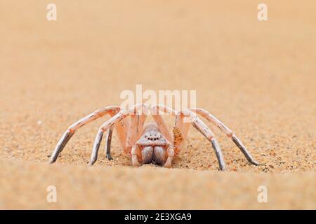 Goldene Radspinne, Carparachne aureoflava, tanzende weiße Dame in der Sanddüne. Gifttier aus der Namib Wüste in Namibia. Reisen in Afrika mit Stockfoto