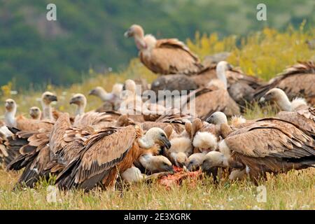 Geier kämpfen in der Natur. Gänsegeier, Gyps fulvus, großer Vogel, der im Waldberg fliegt, Naturlebensraum, Maddarovo, Bulgarien, Ostrhodopen. Stockfoto