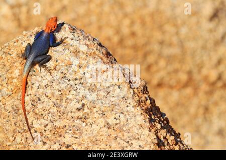 Orangefarbene und blaue Eidechse, namibische Felsenagama, Agama planiceps, Männchen posiert auf gelbem Granitfelsen in typischer Wüstenumgebung. Isolierte Farbe Stockfoto