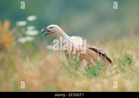 Gänsegeier, Gyps fulvus, große Greifvögel sitzen auf felsigen Berg im Gras, Natur Lebensraum, Spanien. Wildtiere aus Europa. Wildtierszene von n Stockfoto