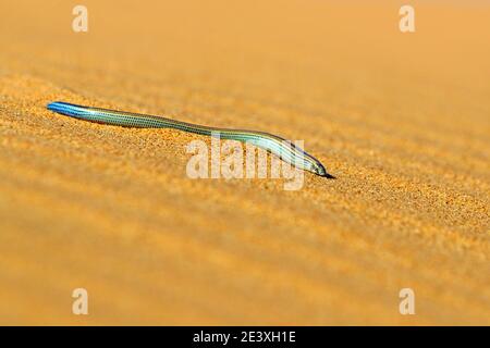Fitzsimmons' eingrabende Skink, Typlacontias brevipes, auf Sanddüne, Swakopmund, Dorob National Park, Namibia. Wüstentier im Lebensraum, oranger Sand