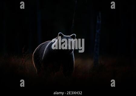 Kunstansicht auf die Natur. Dunkler Wald, Braunbär versteckt im Lebensraum. Herbstbäume mit Bär. Schöner Braunbär, der um den See herumläuft, Herbstfarben. Wildlif Stockfoto