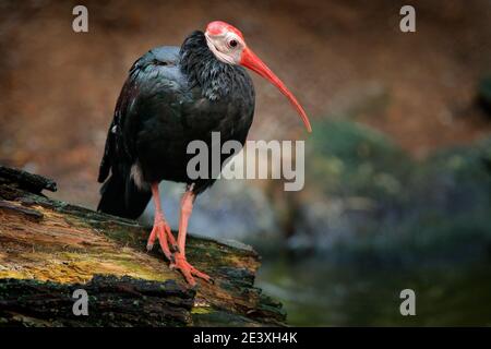 Südlicher Weißkopffeleier, Geronticus calvus, in der Nähe des Bergflusses in Südafrika. Fluss mit Vogel in Afrika. Storch in der Natur märz Lebensraum. Wildlife sce Stockfoto