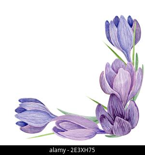 Lila Frühling Blumen Dekoration isoliert auf weißem Hintergrund. Stockfoto