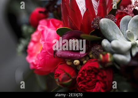 Leuchtend rote Herbst Designer-Bouquet Pfingstrose, Rosen, Sukkulenten, Calla Lilien close-up. Brautstrauß, Hochzeitszubehör. Floraler Hintergrund für eine Holida Stockfoto