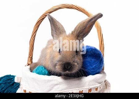 Ein süßes flauschiges braunes Kaninchen sitzt in einem Korb mit Gewirr aus Strickgarn. Schönes Foto für Kalender, Ostern oder Postkarte. Stockfoto