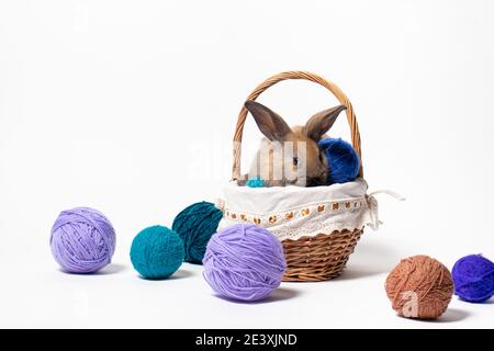 Ein süßes flauschiges braunes Kaninchen sitzt in einem Korb mit Gewirr aus Strickgarn. Schönes Foto für Kalender, Ostern oder Postkarte. Stockfoto