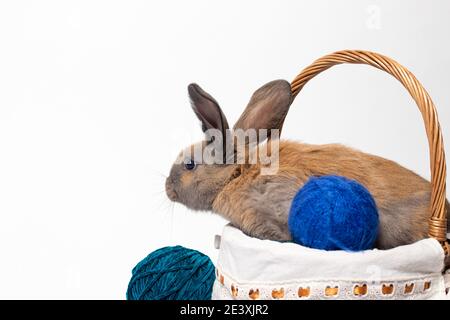 Ein süßes flauschiges braunes Kaninchen sitzt in einem Korb mit Gewirr aus Strickgarn. Schönes Foto für Kalender, Ostern oder Postkarte. Stockfoto