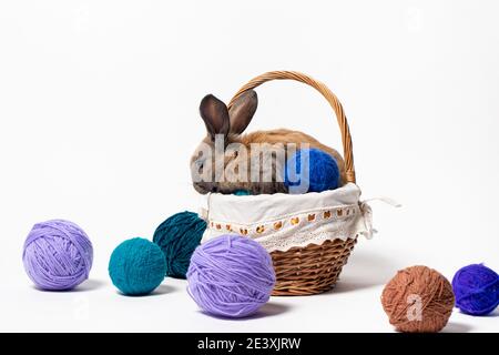 Ein süßes flauschiges braunes Kaninchen sitzt in einem Korb mit Gewirr aus Strickgarn. Schönes Foto für Kalender, Ostern oder Postkarte. Stockfoto