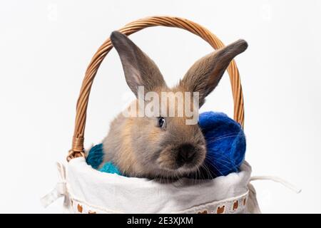 Ein süßes flauschiges braunes Kaninchen sitzt in einem Korb mit Gewirr aus Strickgarn. Schönes Foto für Kalender, Ostern oder Postkarte. Stockfoto