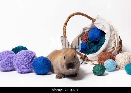 Ein süßes flauschiges braunes Kaninchen sitzt in einem Korb mit Gewirr aus Strickgarn. Schönes Foto für Kalender, Ostern oder Postkarte. Stockfoto