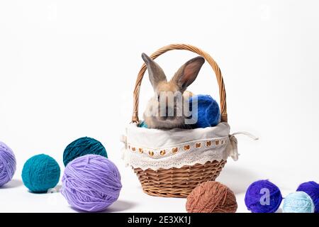 Ein süßes flauschiges braunes Kaninchen sitzt in einem Korb mit Gewirr aus Strickgarn. Schönes Foto für Kalender, Ostern oder Postkarte. Stockfoto