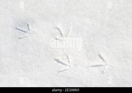 Spuren von Fasan im Schnee im Winter in der Natur in der Kälte. Wilder Fasan Stockfoto
