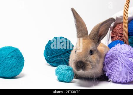 Schöne kleine flauschige Kaninchen vor dem Hintergrund aus weichem Wollgarn, Verwicklungen und Fäden aus Strickgarn. Stockfoto