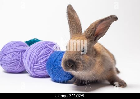 Schöne kleine flauschige Kaninchen vor dem Hintergrund aus weichem Wollgarn, Verwicklungen und Fäden aus Strickgarn. Stockfoto