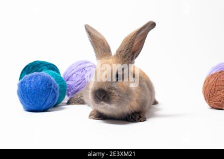 Schöne kleine flauschige Kaninchen vor dem Hintergrund aus weichem Wollgarn, Verwicklungen und Fäden aus Strickgarn. Stockfoto