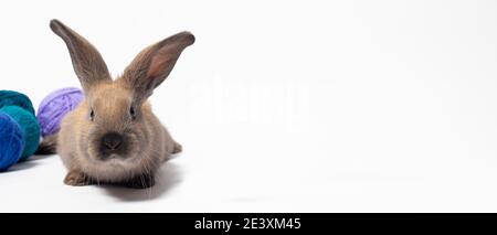 Schöne kleine flauschige Kaninchen vor dem Hintergrund aus weichem Wollgarn, Verwicklungen und Fäden aus Strickgarn. Stockfoto