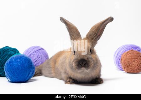 Schöne kleine flauschige Kaninchen vor dem Hintergrund aus weichem Wollgarn, Verwicklungen und Fäden aus Strickgarn. Stockfoto