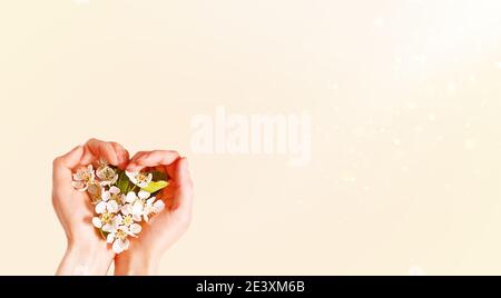 Damenhände mit herzförmigen Palmen und weißen Apfelblüten auf einem champagnerrosa Hintergrund. Frühling, Liebe, Zärtlichkeit. Hautpflege, natürliches cosme Stockfoto