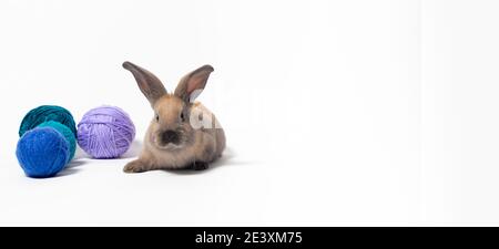 Schöne kleine flauschige Kaninchen vor dem Hintergrund aus weichem Wollgarn, Verwicklungen und Fäden aus Strickgarn. Stockfoto