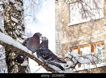 Zwei dunkle Tauben auf einem Ast unter dem Schnee im Winter sehen sich an. Winterzeit, verliebte Paare, valentinstag, Vögel in freier Wildbahn Stockfoto